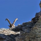 1_Steinbock_GRF