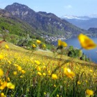 2_(c)LuzernTourismus_Elge_Kenneweg_vitznau_blumenwiese_sicht_vitznau_MG_2571