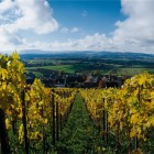 Weinberg_sth6207_ChristofSonderegger