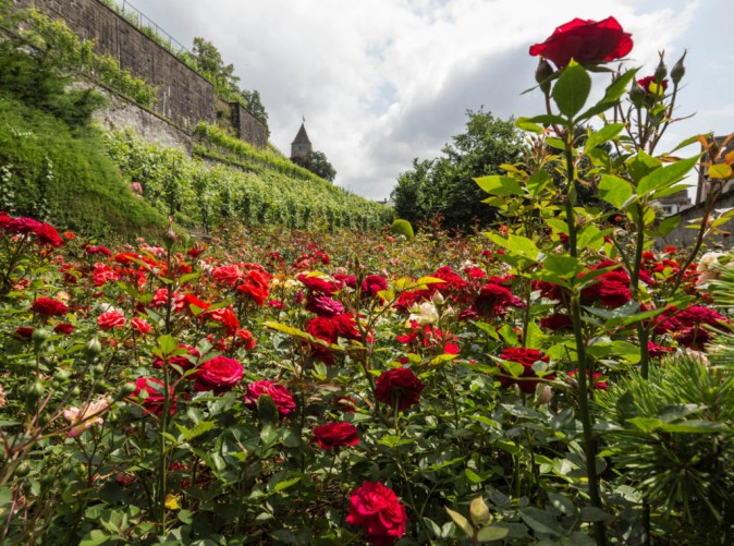 3_Zuerichsee_Rapperswil_1