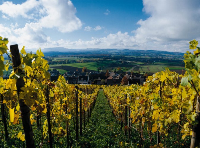 7_Weinberg_sth6207_ChristofSonderegger