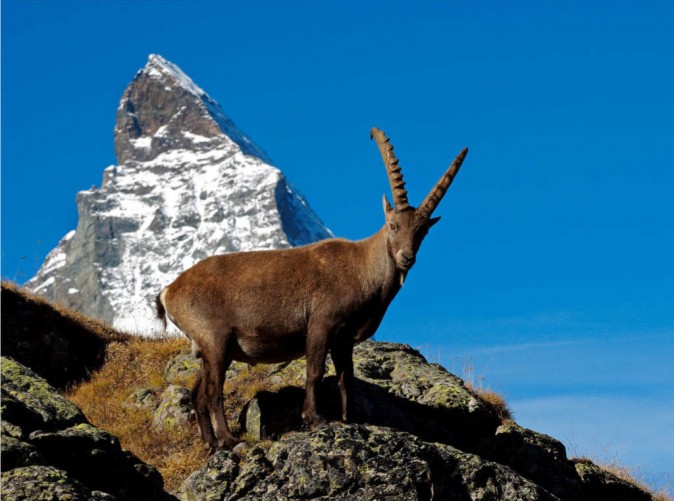 21_Matterhorn_Steinbock