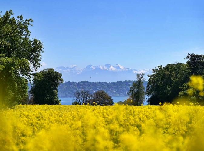 0033_rapeseed-7172836_1280