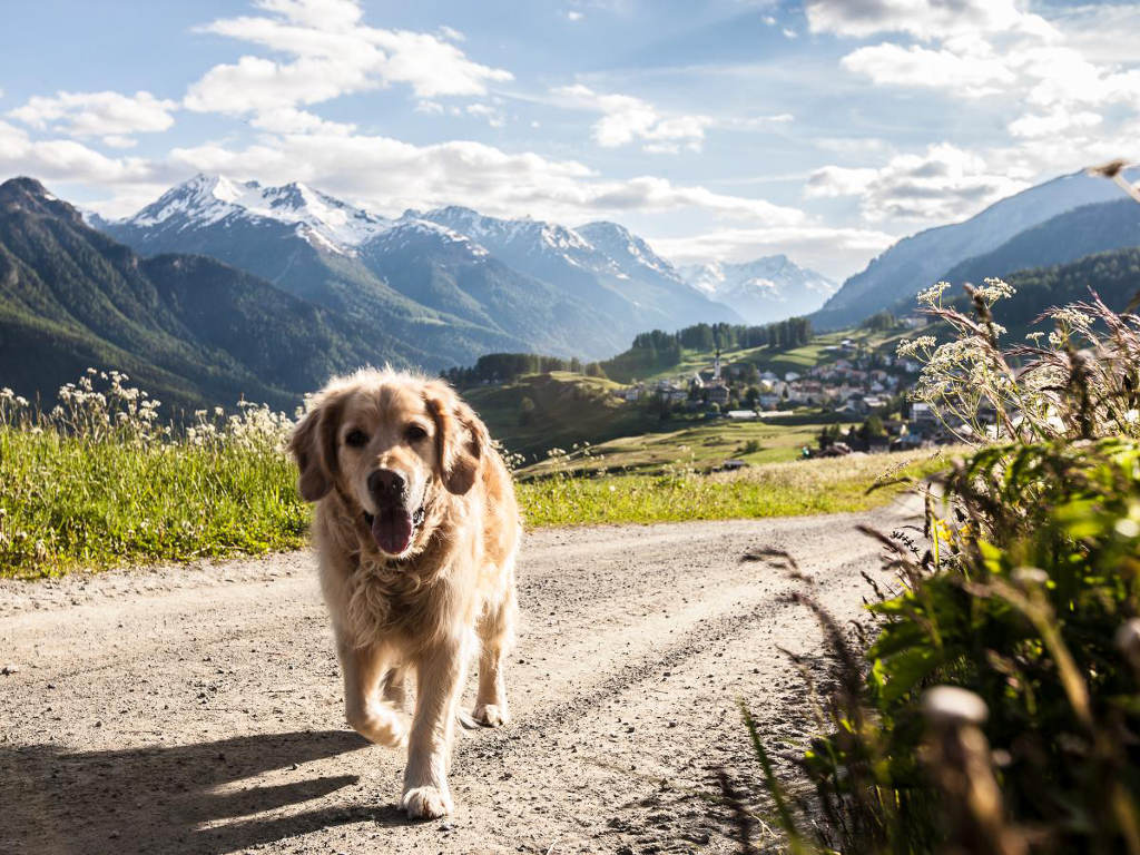Hund beim Wandern in der Schweiz - Schöne Aussichten Touristik